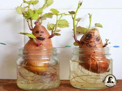 ideias fantasticas artesanais com batatas 3